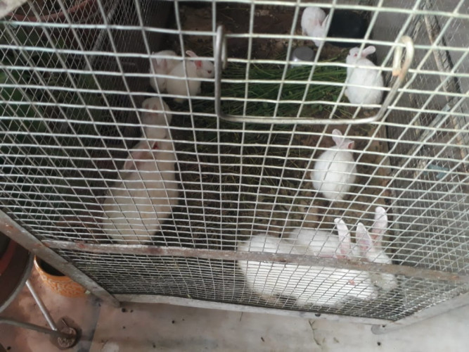 WHITE RABITS